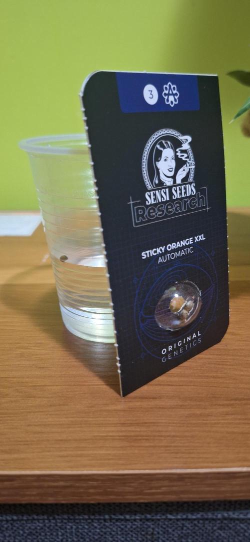 SENSISEED (auto) EXPERIMENT 12/12. Week 0