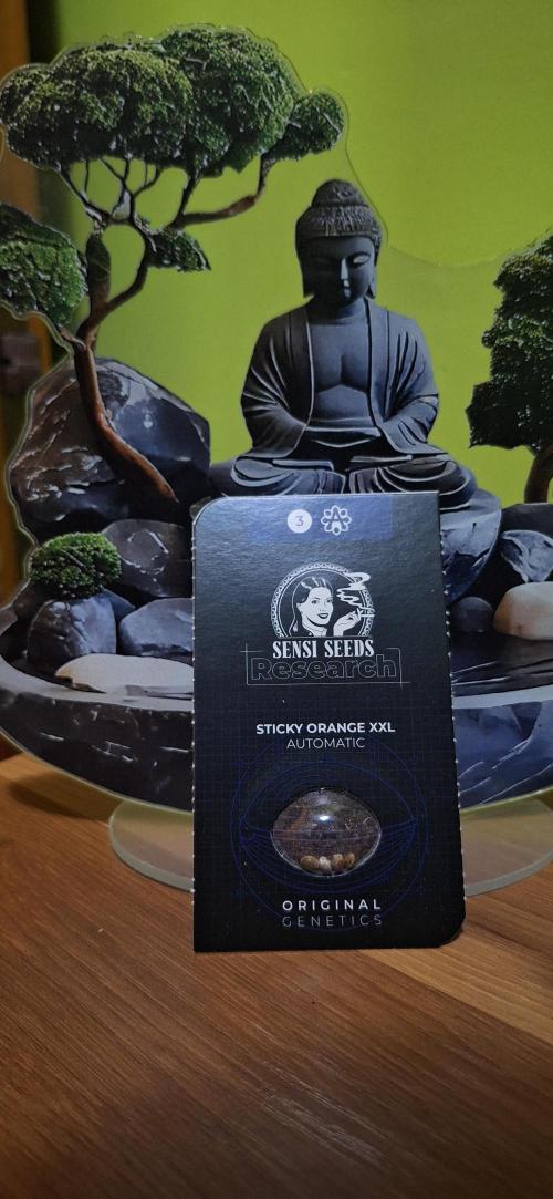 SENSISEED (auto) EXPERIMENT 12/12. Week 0