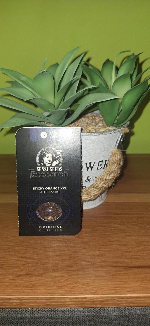 SENSISEED (auto) EXPERIMENT 12/12. Week 0