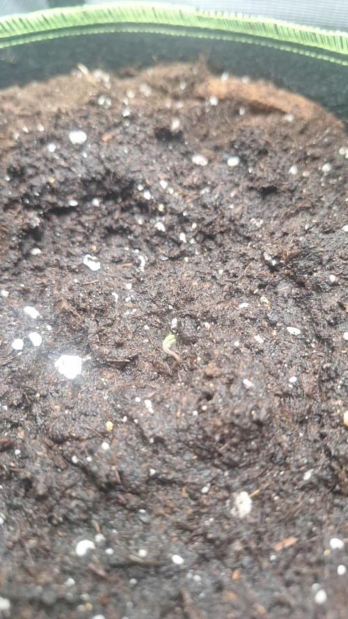 SENSISEED (auto) EXPERIMENT 12/12. Week 0