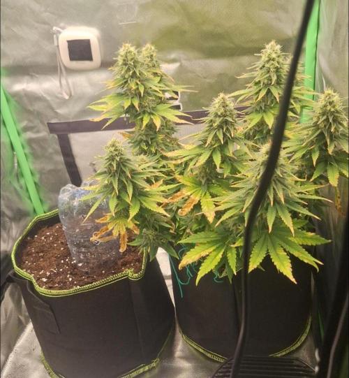 Nicole Kush #photo. Week 12