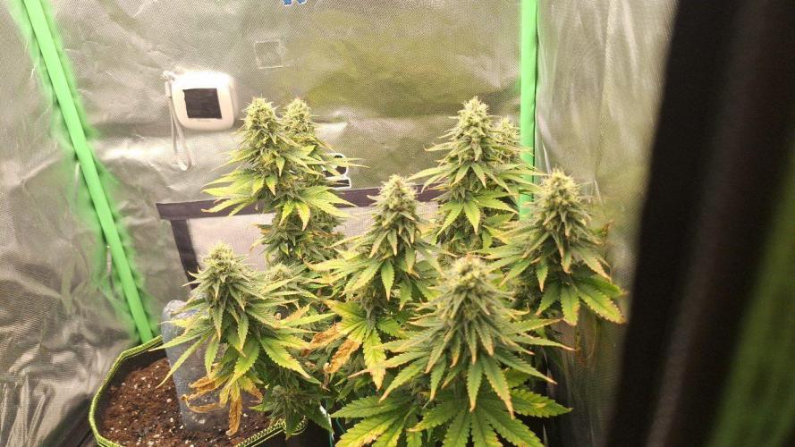 Nicole Kush #photo. Week 12