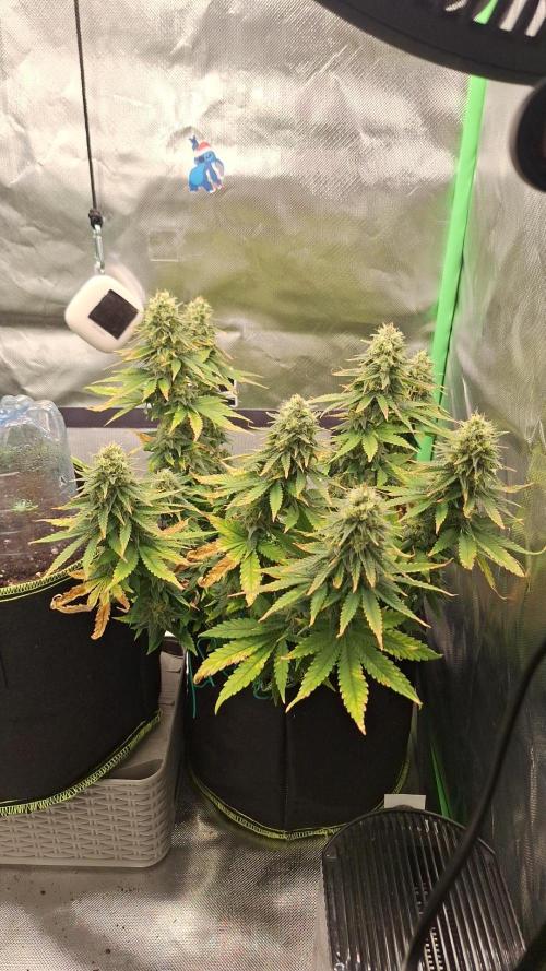 Nicole Kush #photo. Week 13