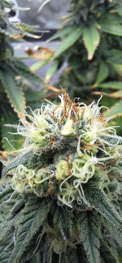 Nicole Kush #photo. Week 13