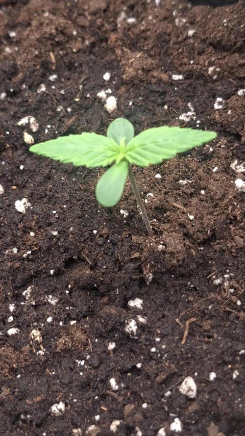 SENSISEED (auto) EXPERIMENT 12/12