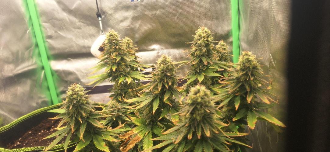 Nicole Kush #photo. Week 13