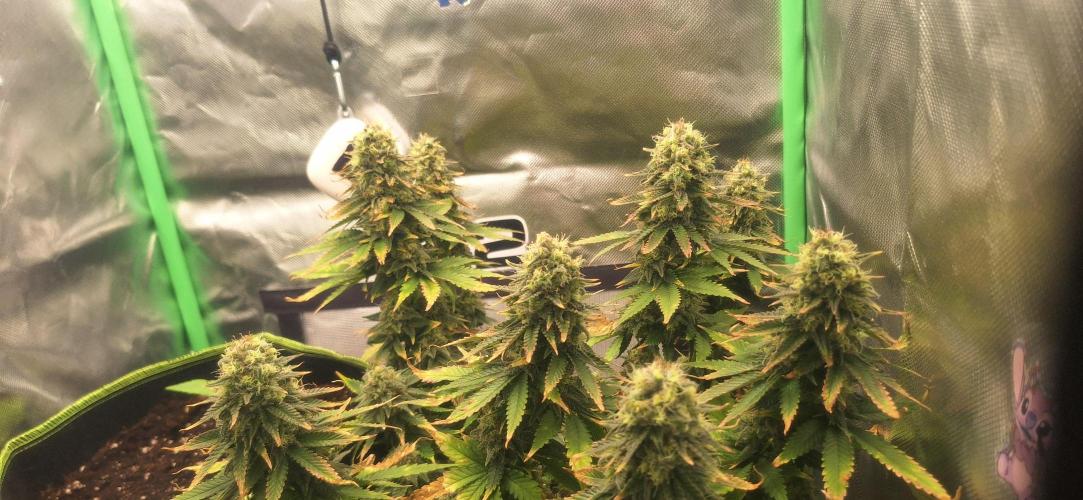 Nicole Kush #photo. Week 13