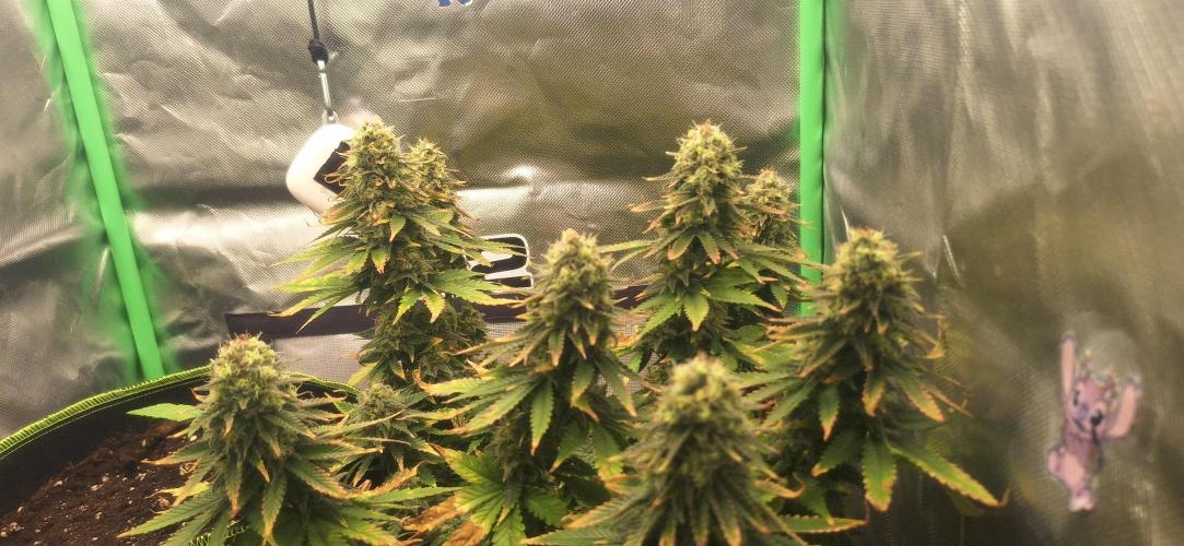 Nicole Kush #photo. Week 13