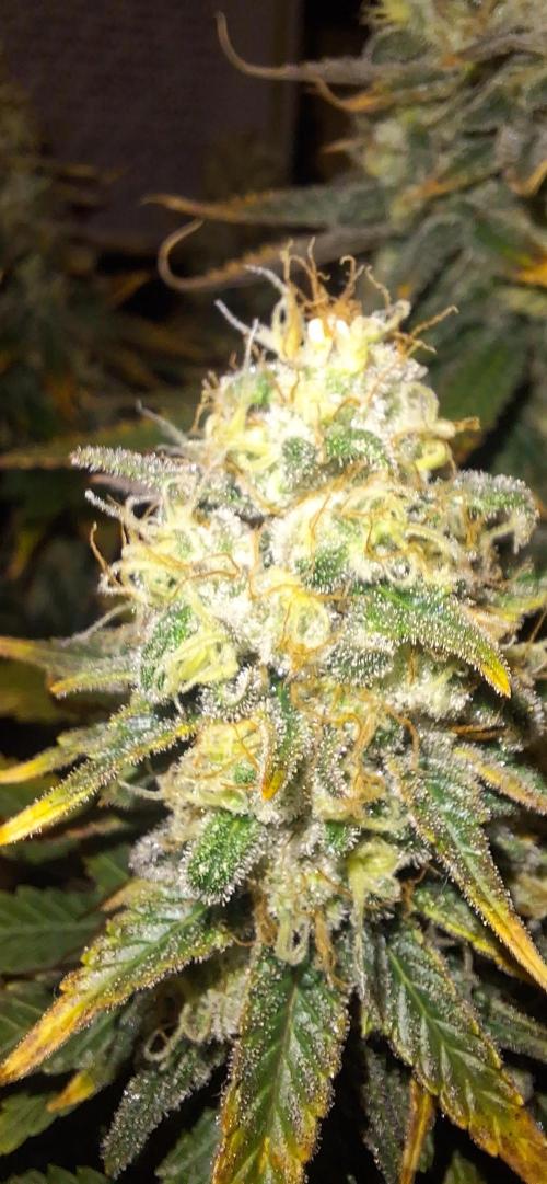 BunnyBud