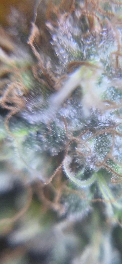 BunnyBud