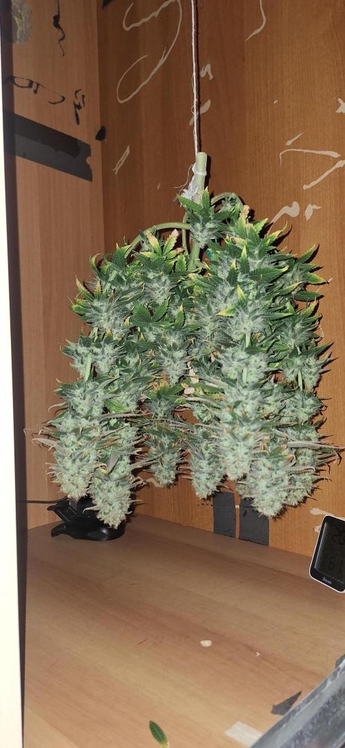 Nicole Kush #photo. Week 14