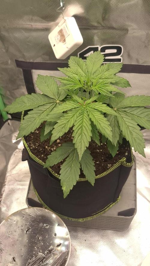SOXXL-T01 | Test Grow