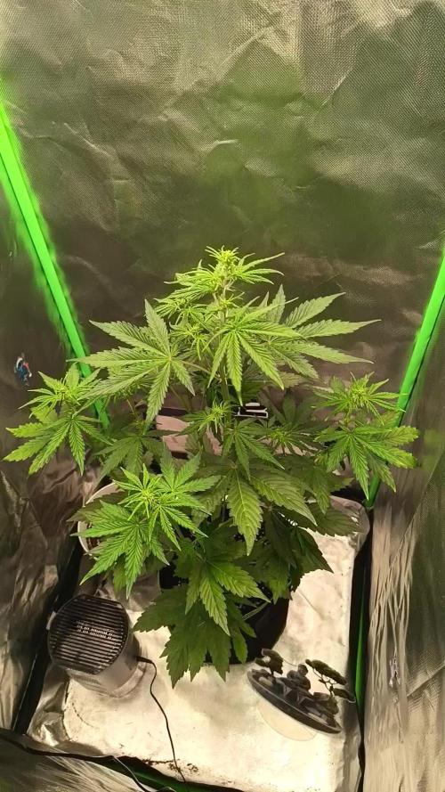 SOXXL-T01 | Test Grow