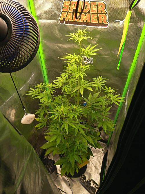 BunnyBud