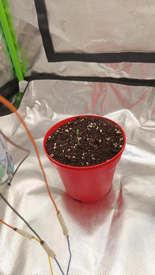 LEMON CHERRY GELATO 🍦. Week 0