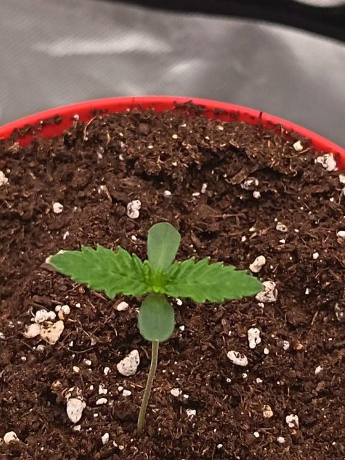 BunnyBud