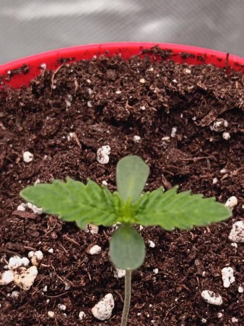 LEMON CHERRY GELATO 🍦. Week 0 - 14 sep