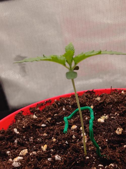 LEMON CHERRY GELATO 🍦. Week 0