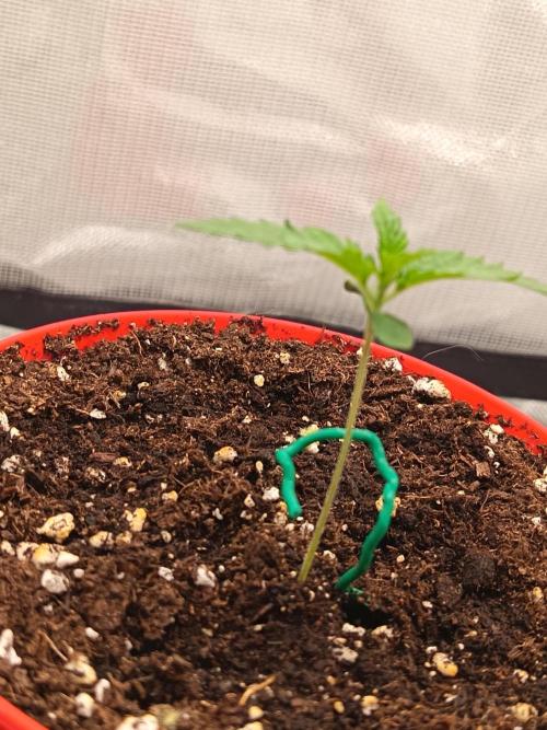 Lemon Cherry Gelato. Week 0