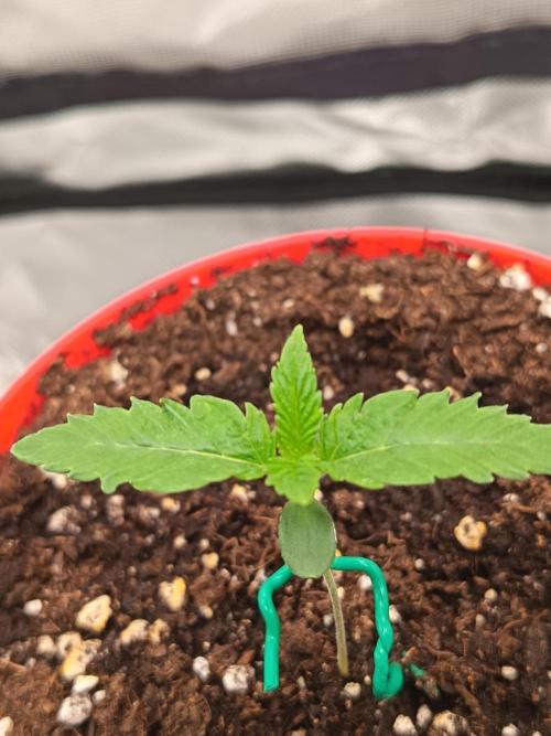LEMON CHERRY GELATO 🍦. Week 0 - 16 sep. 7cm