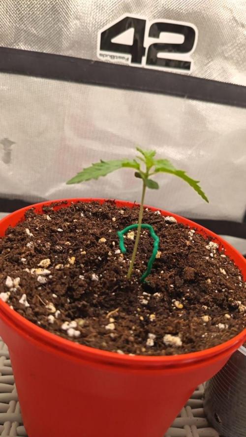 BunnyBud
