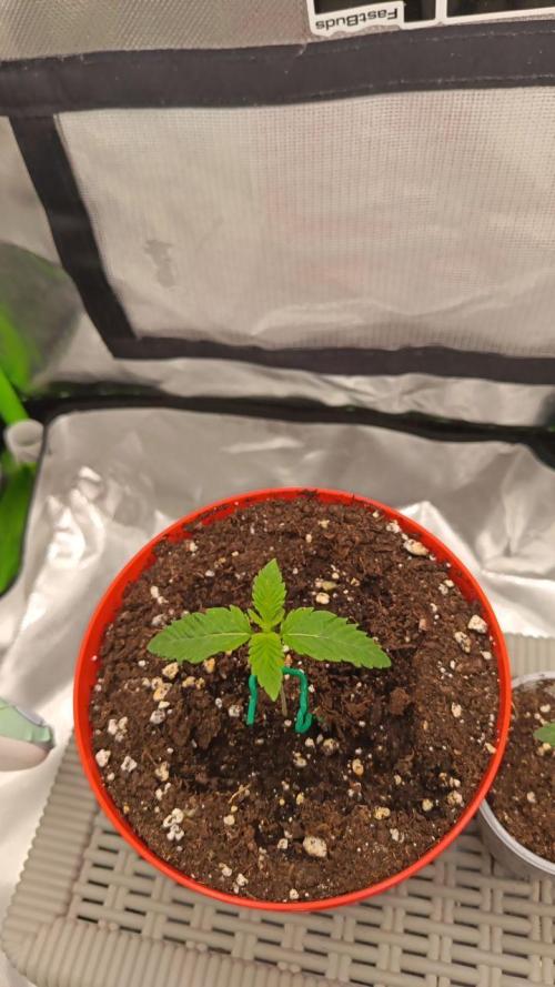 BunnyBud