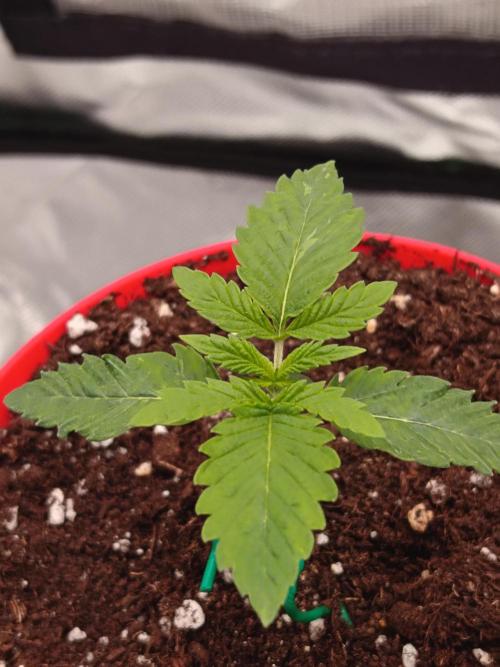 LEMON CHERRY GELATO 🍦. Week 1
