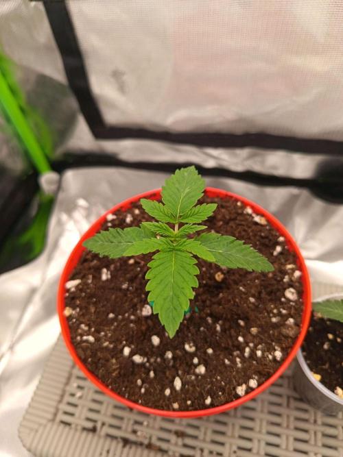 LEMON CHERRY GELATO 🍦. Week 1