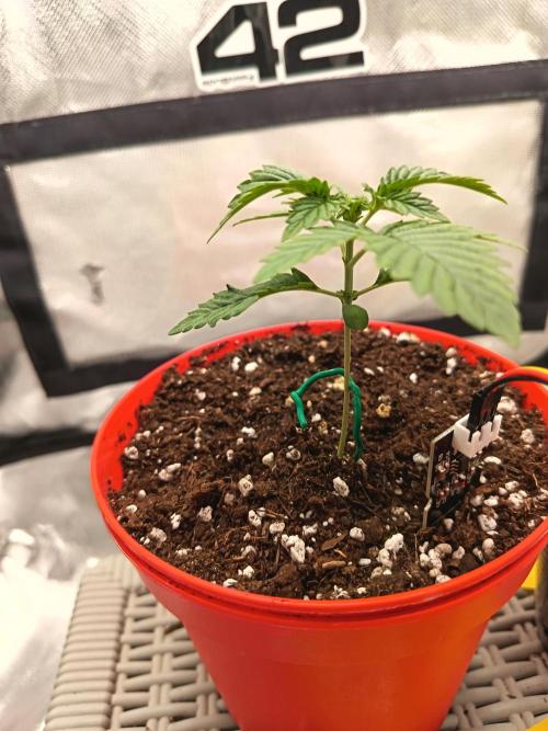 BunnyBud
