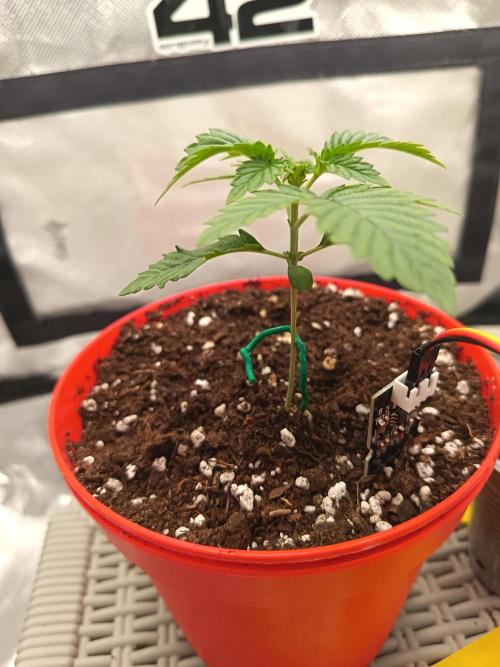 LEMON CHERRY GELATO 🍦. Week 1