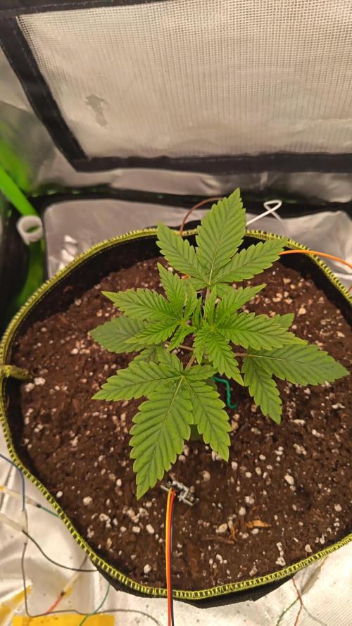 BunnyBud