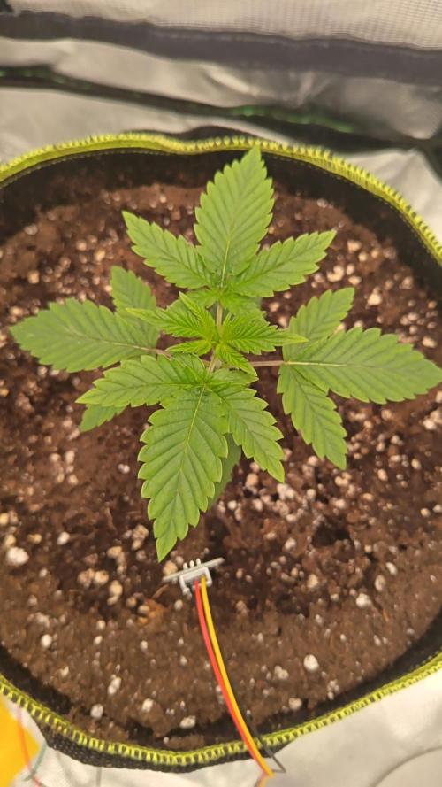 BunnyBud