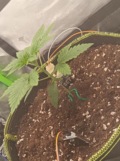 LEMON CHERRY GELATO 🍦. Week 2