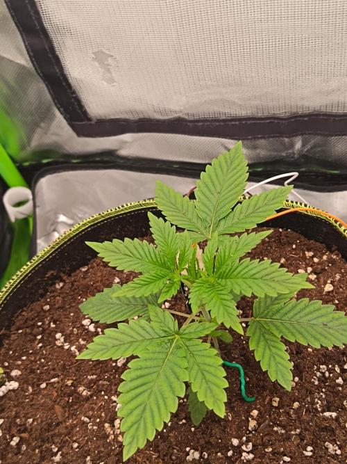 LEMON CHERRY GELATO 🍦. Week 2