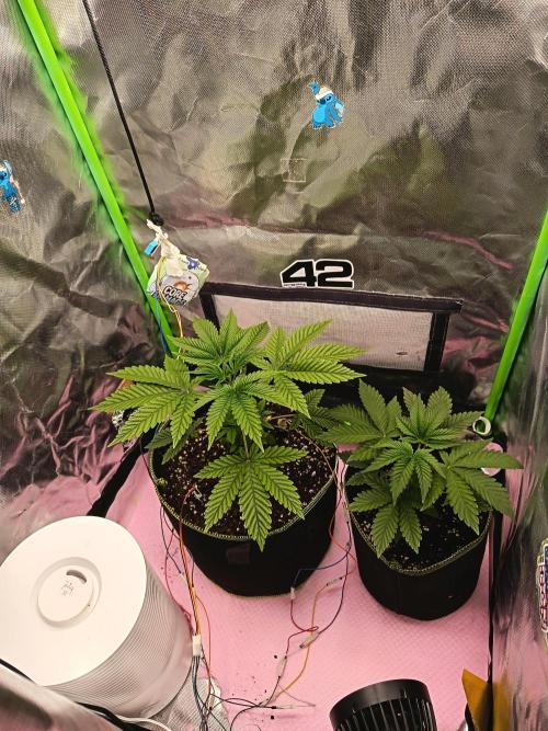 BunnyBud