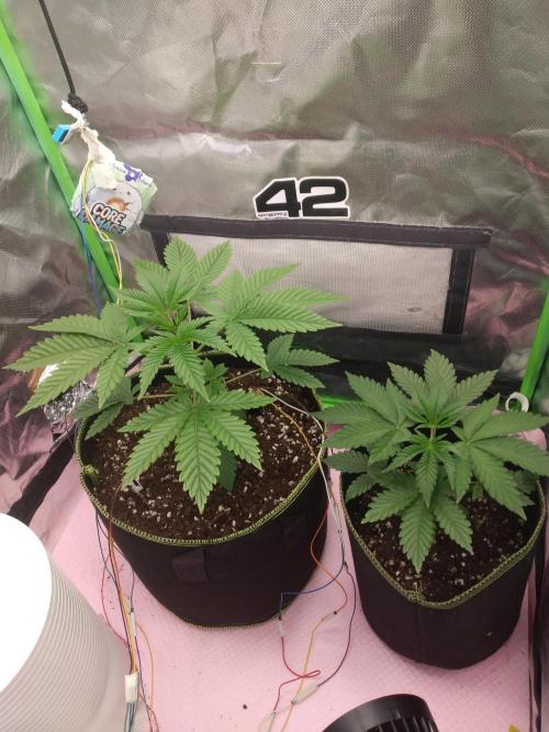 BunnyBud