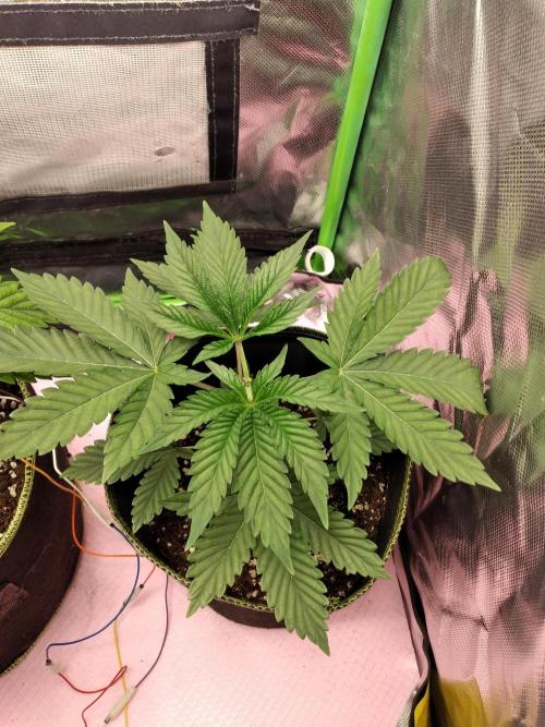 BunnyBud