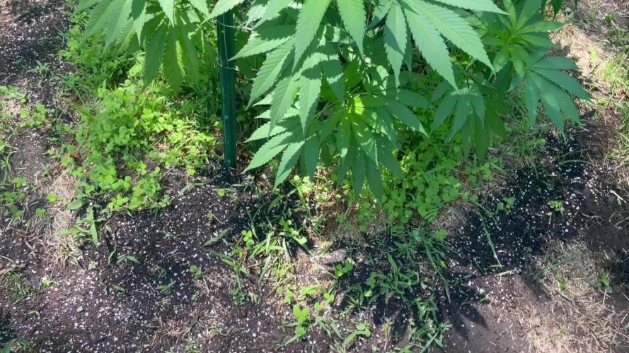 Ohio outdoor patch