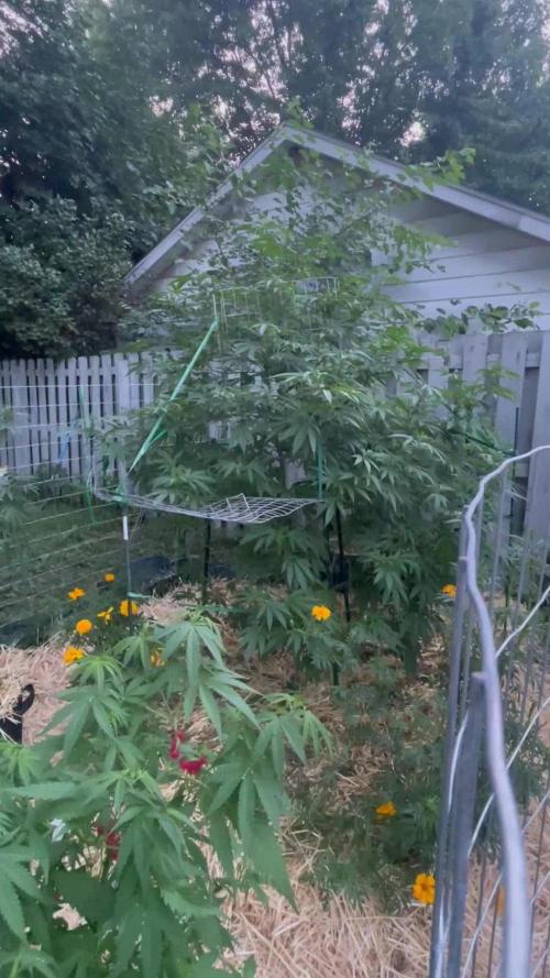 Ohio outdoor patch