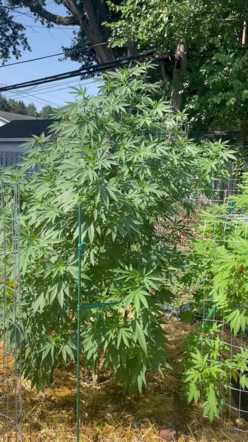 Ohio outdoor patch