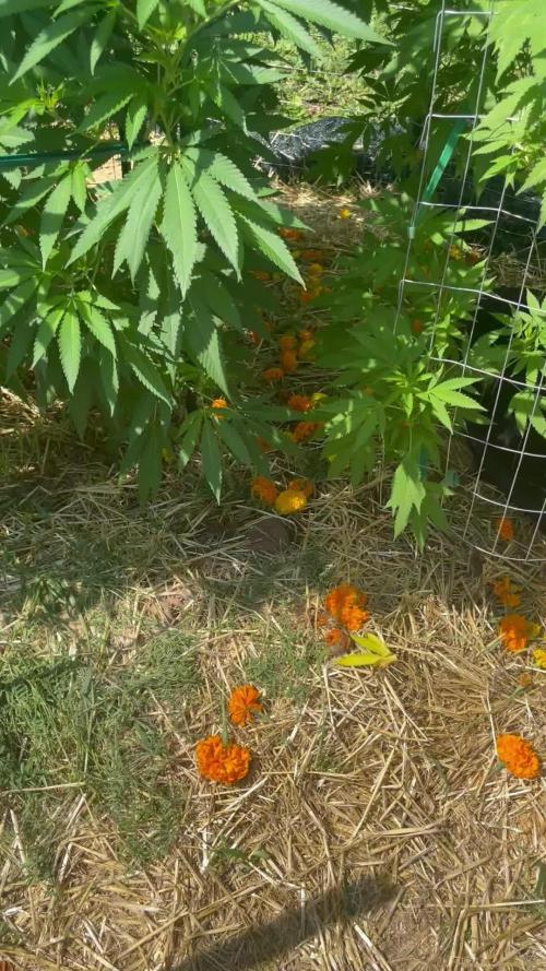 Ohio outdoor patch