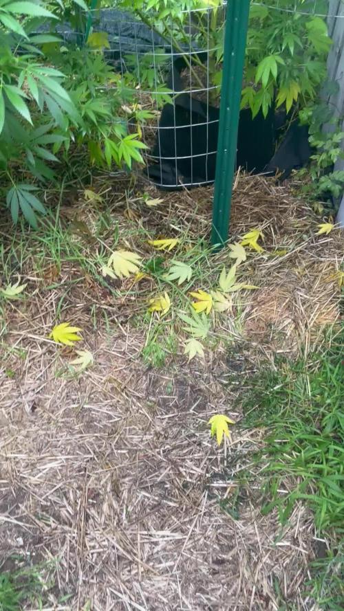 Ohio outdoor patch