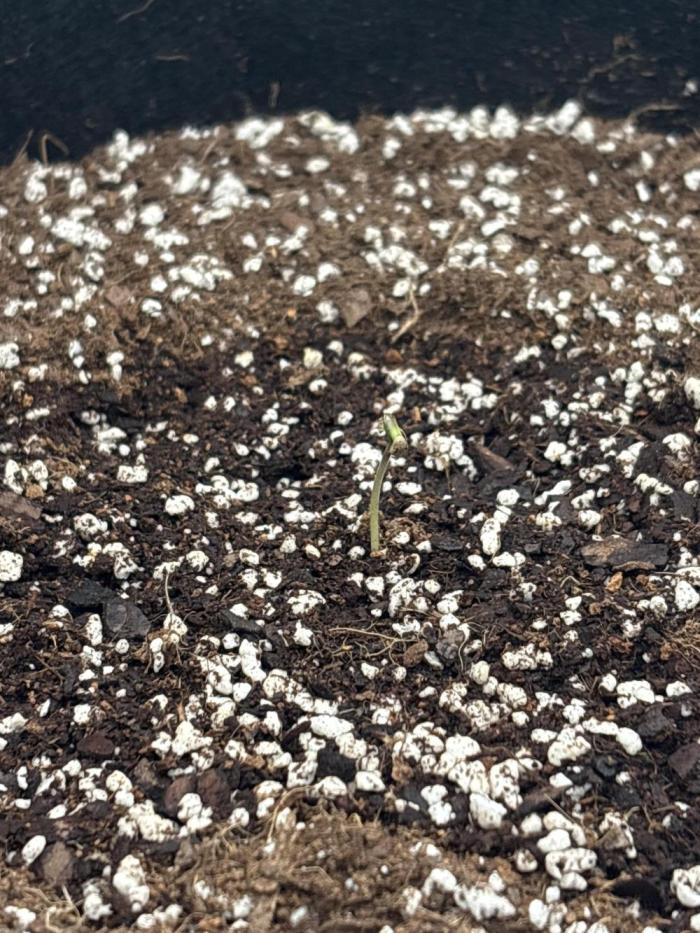 Mephisto’s Sour Stomper. Week 0