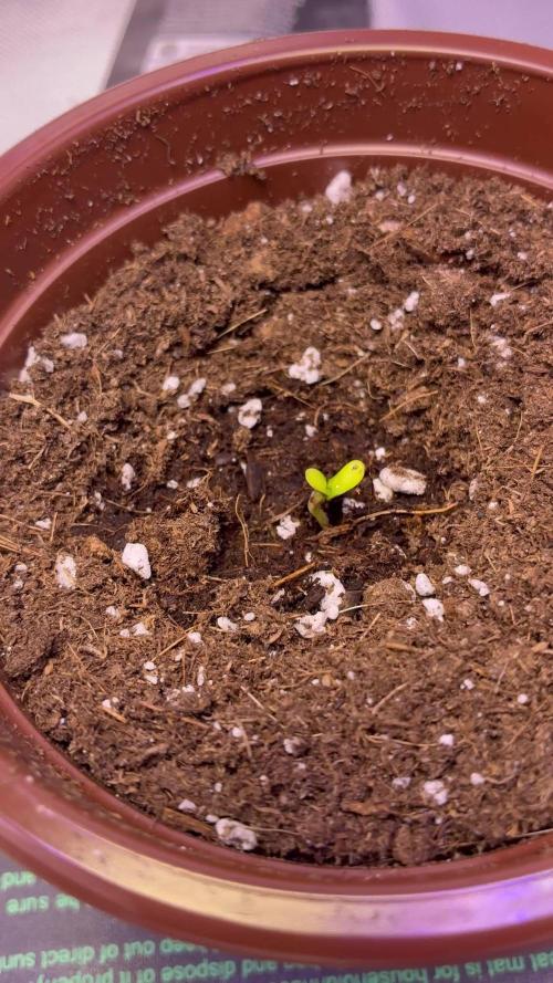 Banana Purple Punch | First Grow