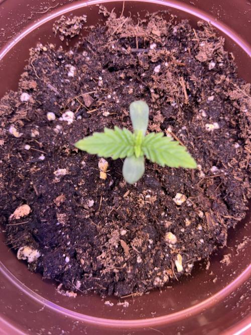 Banana Purple Punch Auto. Week 1