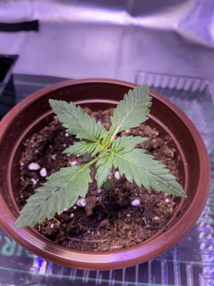 Banana Purple Punch | First Grow. Week 2 - Week 2 and she’s showing out!