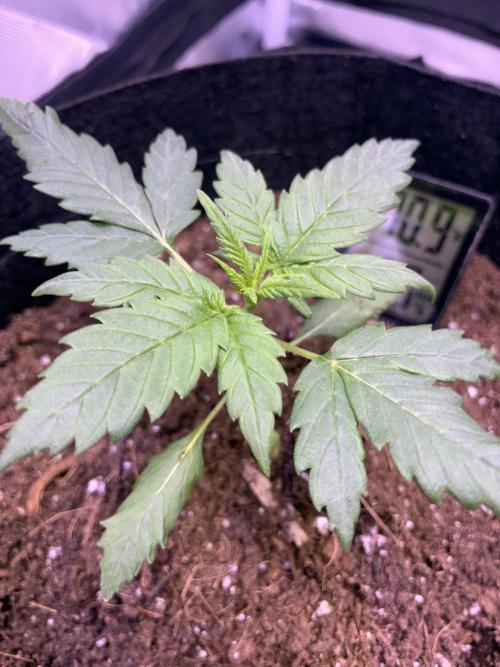 Banana Purple Punch Auto. Week 3