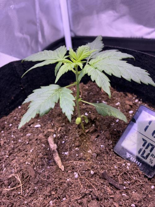 Banana Purple Punch Auto. Week 4