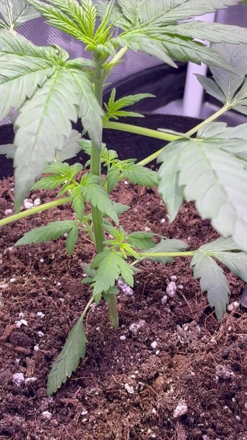 Banana Purple Punch | First Grow