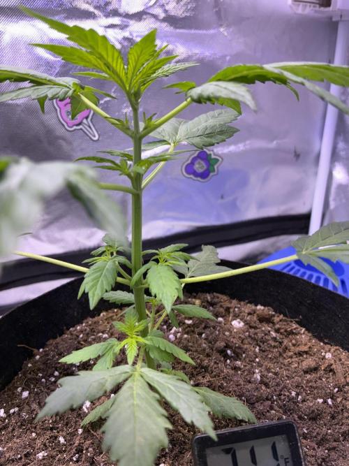 Banana Purple Punch | First Grow. Week 5 - She’s about 12-13 inches tall now! I’m excited to see her growth!!